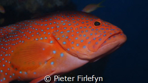 grouper by Pieter Firlefyn 